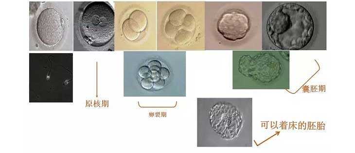 馨宝国际助孕中心_广州泰悦试管怎么样_辞职3个月，我试管了，收获了5个优胚
